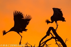 grue royale / crowned crane