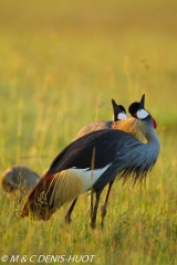 grue royale / crowned crane