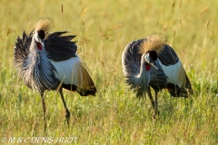 grue royale / crowned crane