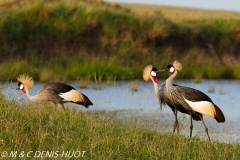 grue royale / crowned crane