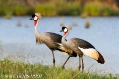 grue royale / crowned crane