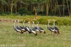 grue royale / crowned crane