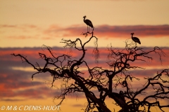 grue royale / crowned crane