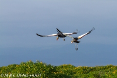 grue royale / crowned crane