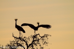 grue royale / crowned crane