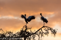 grue royale / crowned crane