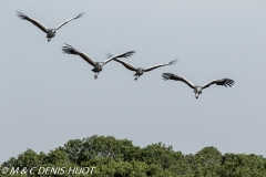 grue royale / crowned crane