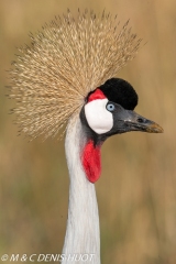 grue royale / crowned crane