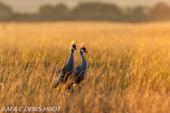 grue royale / crowned crane