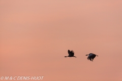 grue royale / crowned crane