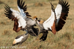 grue royale / crowned crane