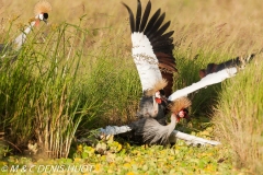 grue royale / crowned crane