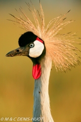 grue royale / crowned crane