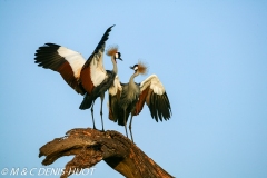 grue royale / crowned crane