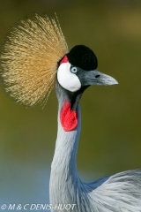 grue royale / crowned crane