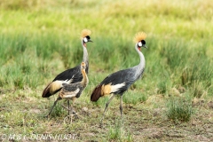 grue royale / crowned crane