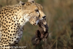 guepard / cheetah