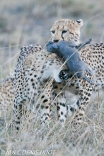 guepard / cheetah