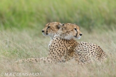 guepard / cheetah