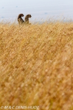 guepard / cheetah