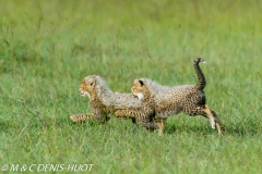 guepard / cheetah