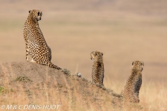 guepard / cheetah
