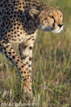 guepard / cheetah