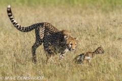 guepard / cheetah