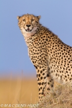 guepard / cheetah