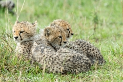 guepard / cheetah