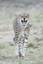 guepard / cheetah