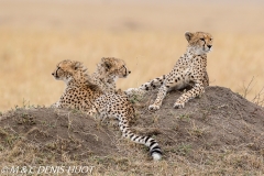 guepard / cheetah