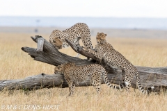guepard / cheetah