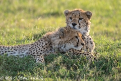 guepard / cheetah
