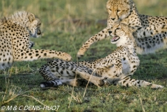 guepard / cheetah