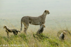 guepard / cheetah