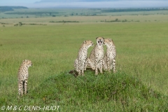 guepard / cheetah