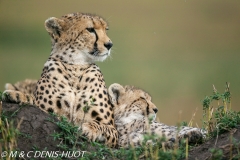 guepard / cheetah