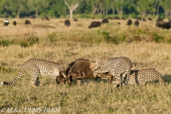 guepard / cheetah