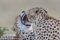 guepard / cheetah