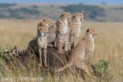 guepard / cheetah