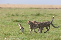guepard / cheetah