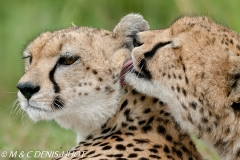 guepard / cheetah