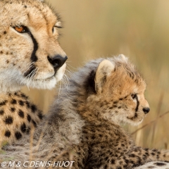 guepard / cheetah