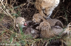 guepard / cheetah