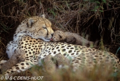 guepard / cheetah