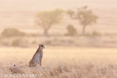 guepard / cheetah