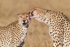 guepard / cheetah