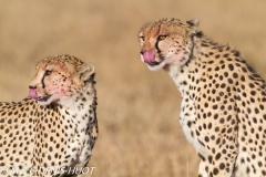 guepard / cheetah