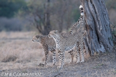 guepard / cheetah